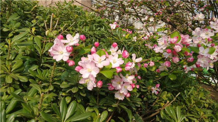 百大嘉苑小區(qū)內(nèi)景圖